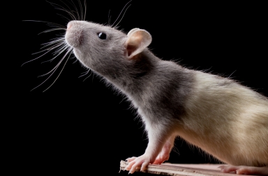 Anatomía de una rata de laboratorio