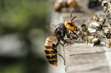 La gran avispa asesina