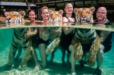 Un tigre en la piscina