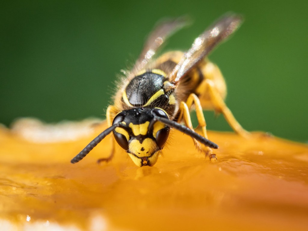 Avispas, el terror del verano 1