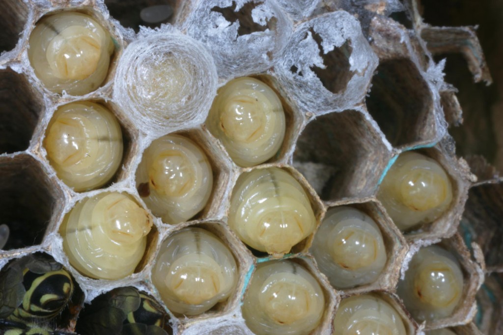 Avispas, el terror del verano 2