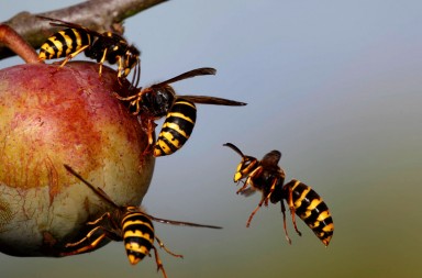 Avispas, el terror del verano