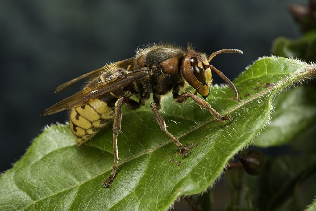 Avispas, el terror del verano 3