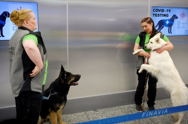 Coronavirus: los perros detectan hasta a los enfermos asintomáticos 