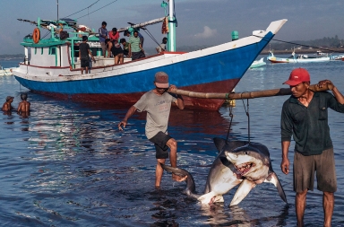 El negocio millonario de la pesca del tiburón