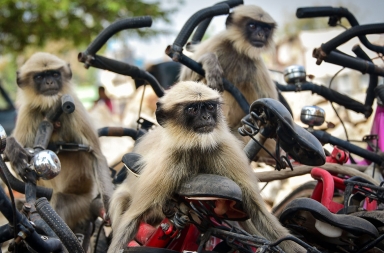 Las fotos de animales más divertidas del mundo: premios Comedy Wildlife Photography