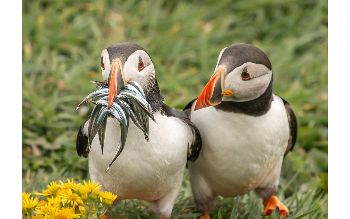 Las Fotos De Animales Más Divertidas Del Mundo Premios Comedy Wildlife