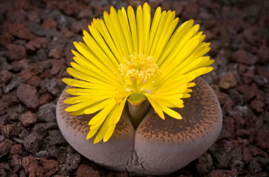 Como se las ingenian las plantas para sobrevivir