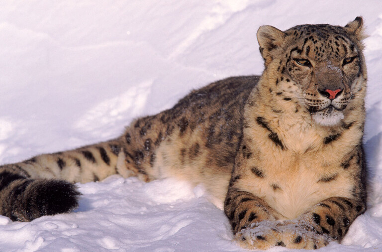 El Felino Mas Desconocido Del Mundo El Leopardo Invisible