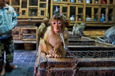 En la trastienda de un mono de feria