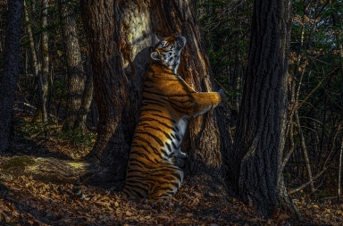 Las mejores fotografías de vida salvaje 2020