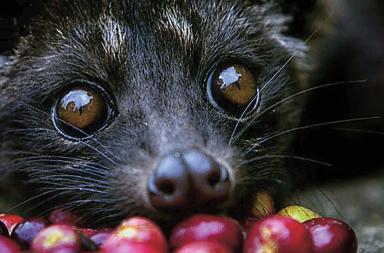 Este animal ‘fabrica’ el café más caro del mundo