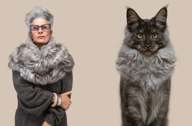 Gatos y amos: parecidos razonables