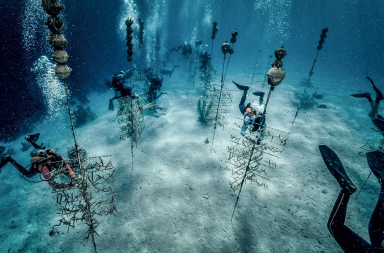 Plantando arrecifes de coral para salvarlos de la extinción