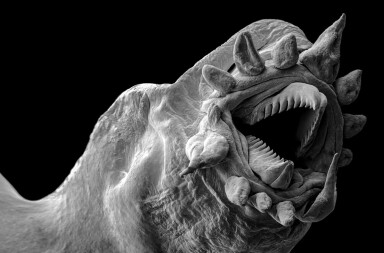 El prodigioso poder de supervivencia de las especies que habitan en el océano profundo