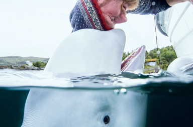 El cazador de ballenas cazado