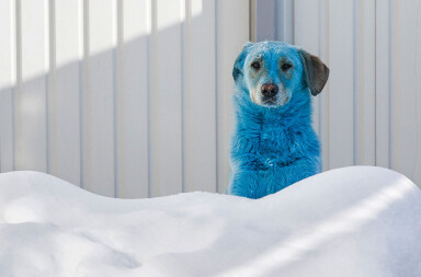 El misterio de los perros azules de Rusia