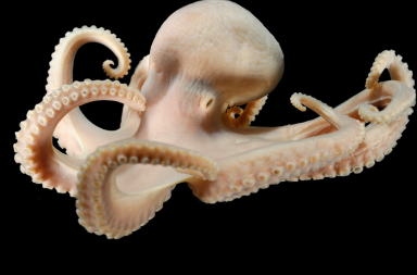 Pulpo, el más listo de la clase