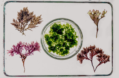 El increíble mundo de las algas y cómo cocinarlas