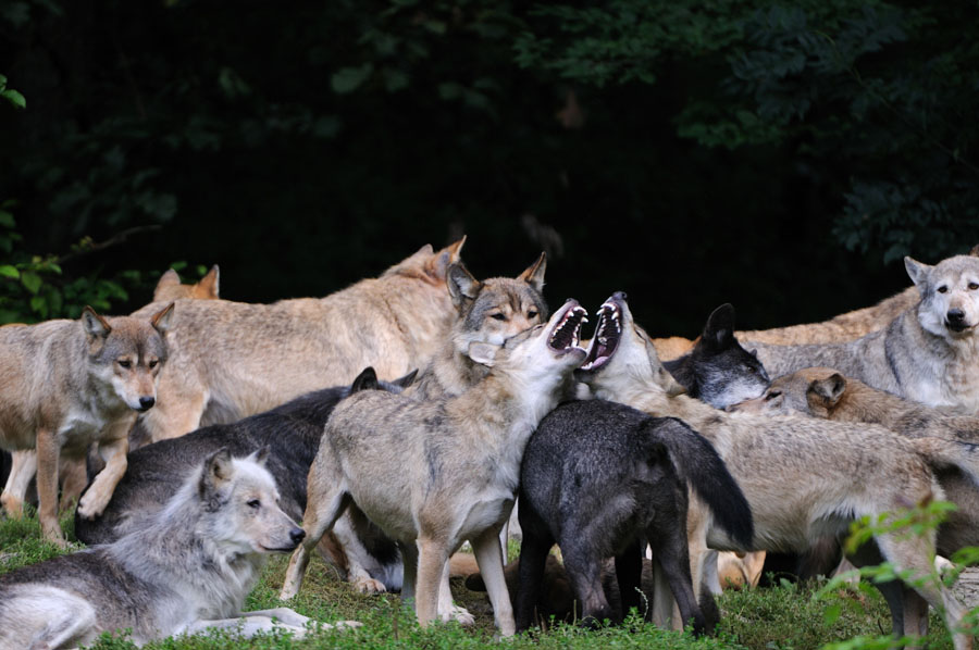 Cómo el perro se convirtió en el depredador más peligroso del planeta 1