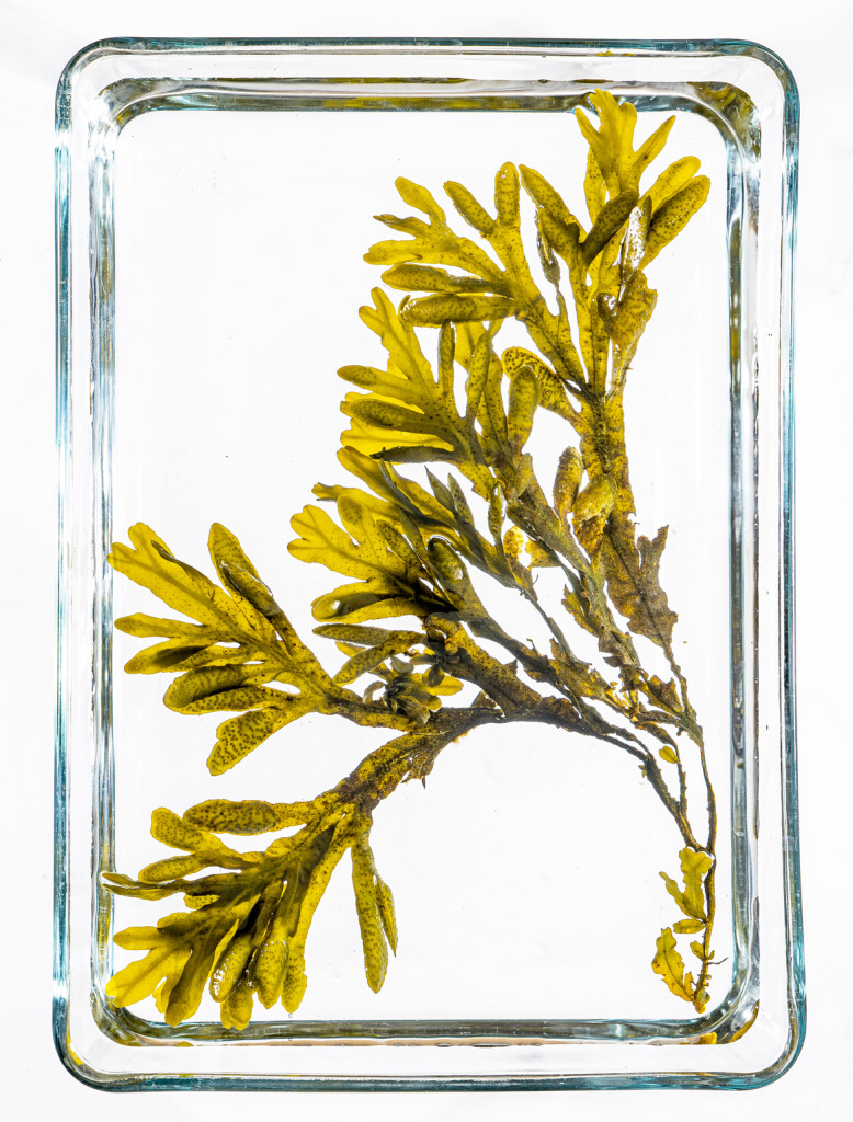 El apasionante mundo de las algas 4