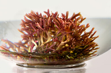 Algas, la deliciosa y saludable verdura del mar