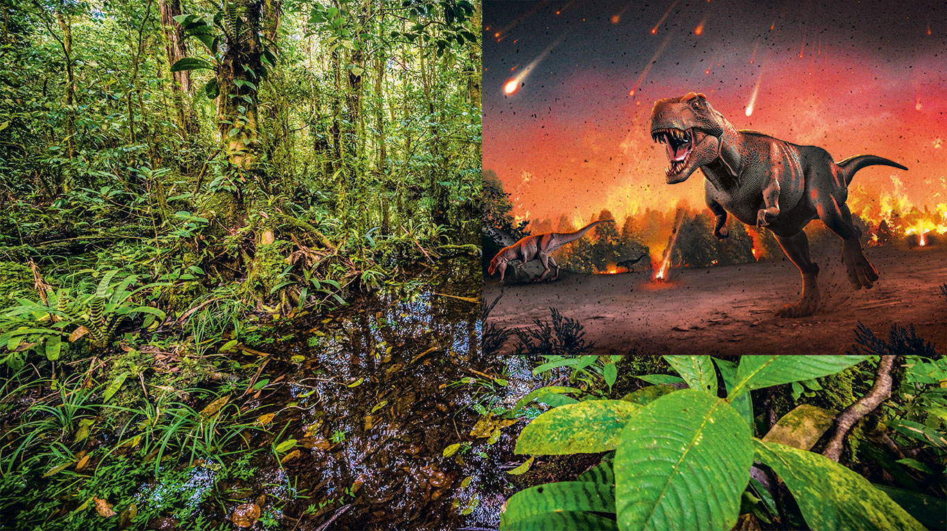 Un asteroide acabó con los dinosaurios... y creó la selva Un asteroide acabó con los dinosaurios... y creó la selva