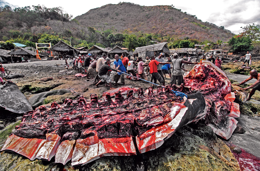 Balleneros milenarios