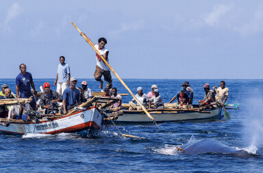 Balleneros milenarios
