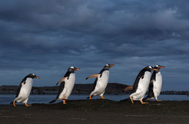 Dime dónde vive y te diré qué pingüino es