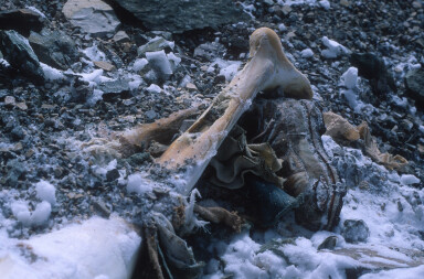 Tras el fantasma del Everest: la historia de una obsesión