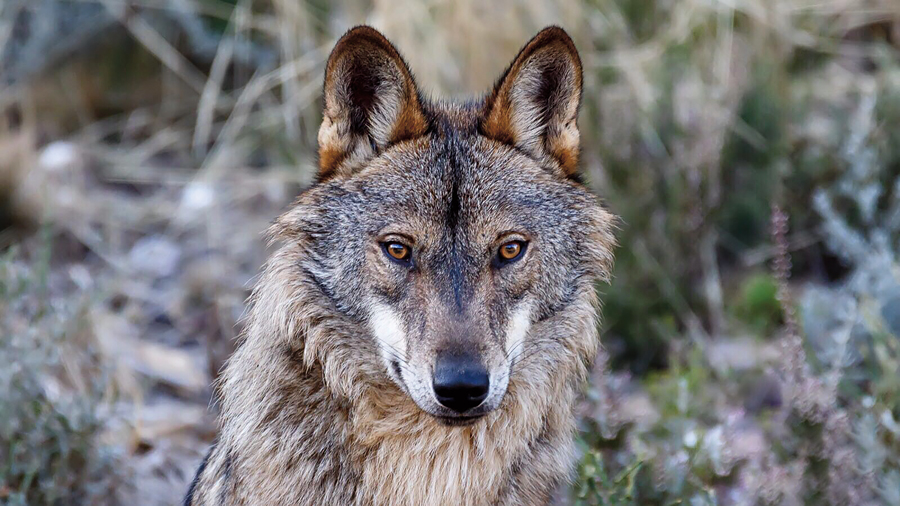 Cuatro paraísos en su punto 4