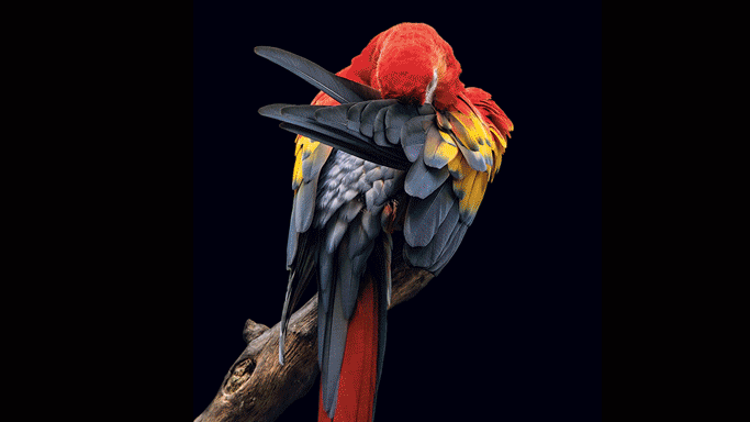 Emociones ‘humanas’ en el mundo animal