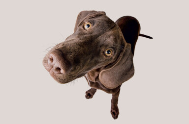 Los animales y los 5 pilares de la conciencia