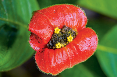 Ni la boca de Mick Jagger