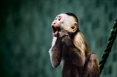 ¿Qué sienten los animales?