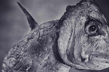 El valor de la patata